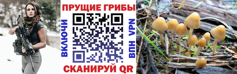 Купить где  Сорск  Псилоцибиновые грибы Magic Shrooms 